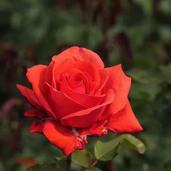 ci_PG9_0675.webp ci_PG9_0675.webp