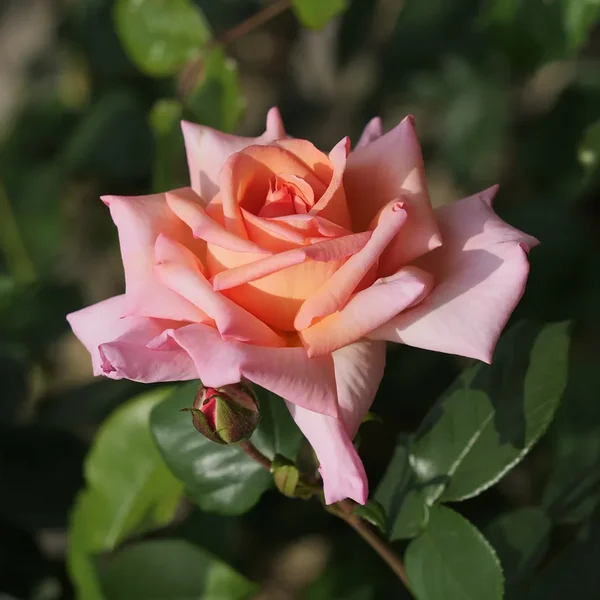 ci_PG9_0683.webp ci_PG9_0683.webp