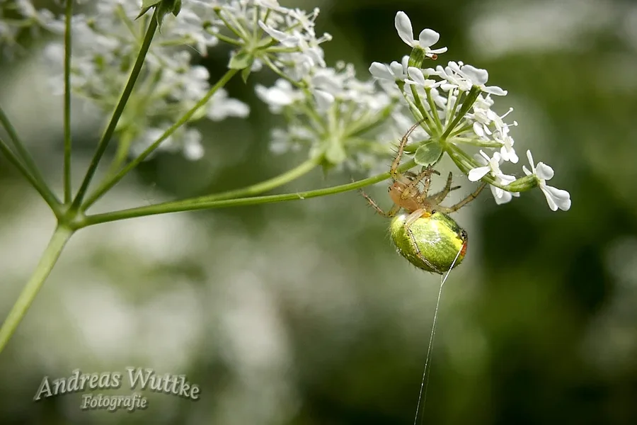 AK3_8395_C1.webp