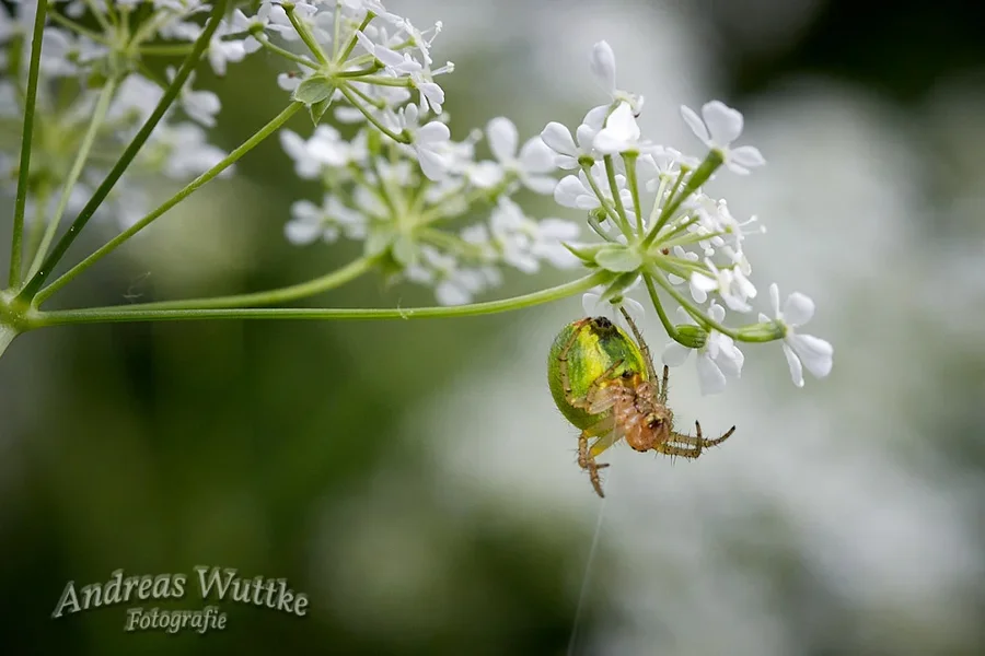 AK3_8415_C1 1.webp