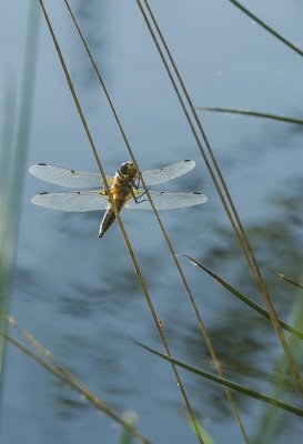 High Moor_IMG3491-Bearbeitet.jpg