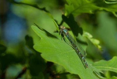 High Moor_IMG3470-Bearbeitet.jpg