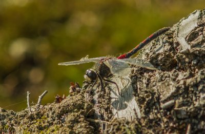 _IMG3511-Bearbeitet.JPG