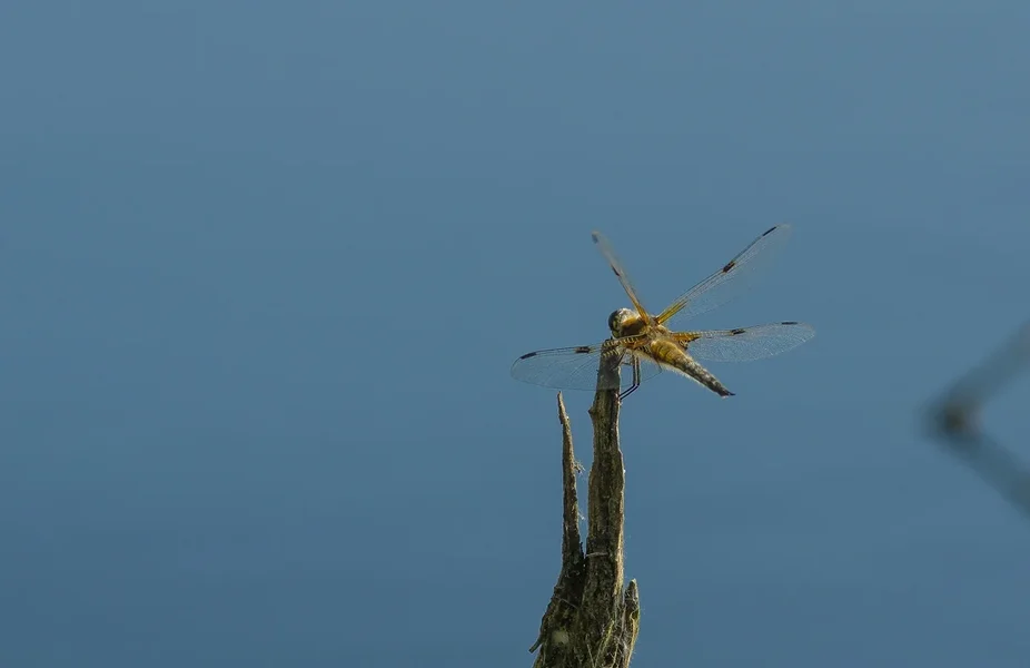 High Moor_IMG3533-Bearbeitet.webp