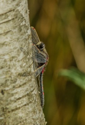 High Moor_IMG3527-Bearbeitet.jpg