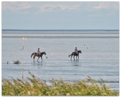 pferde im watt-rcomp.jpg