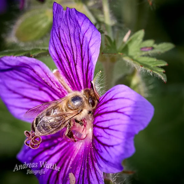 AK1_9253.webp