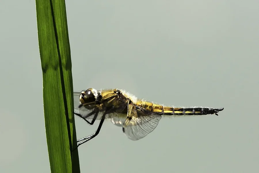 _RAW9542 Libelle.webp