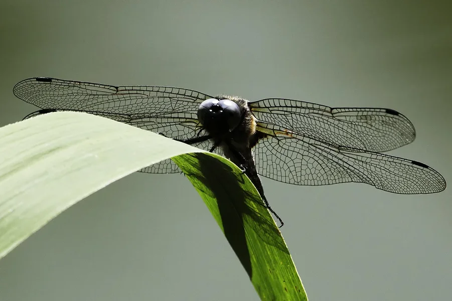 _RAW9561 Libelle.webp