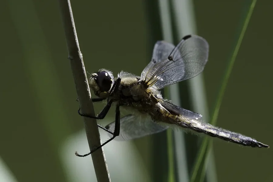 _RAW9667 Libelle.webp