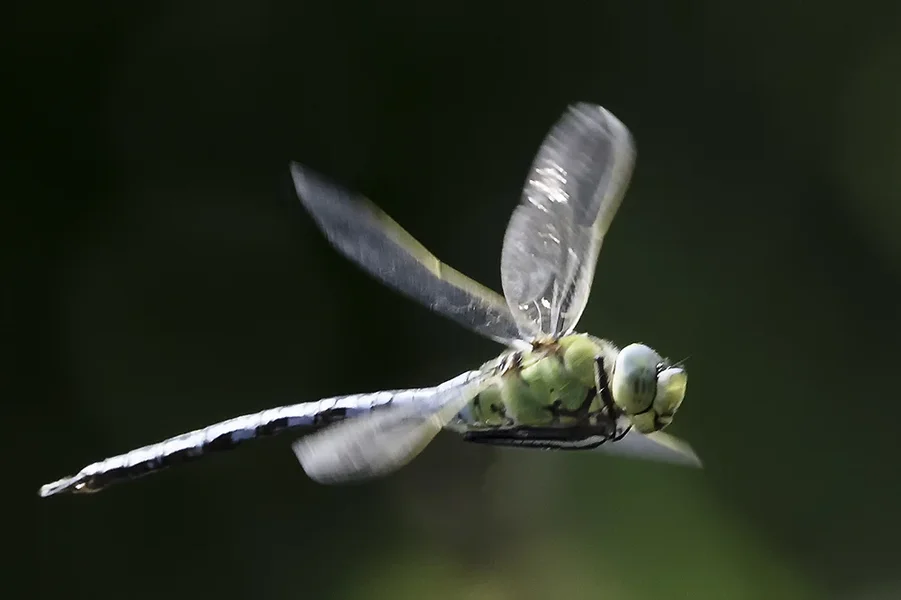 _RAW9849 Libelle im Flug.webp
