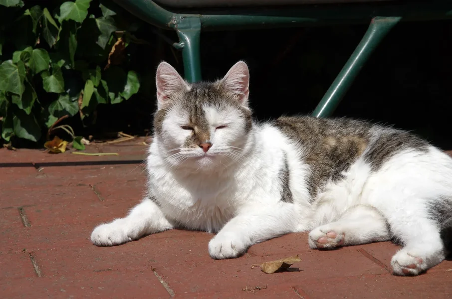 miau.webp