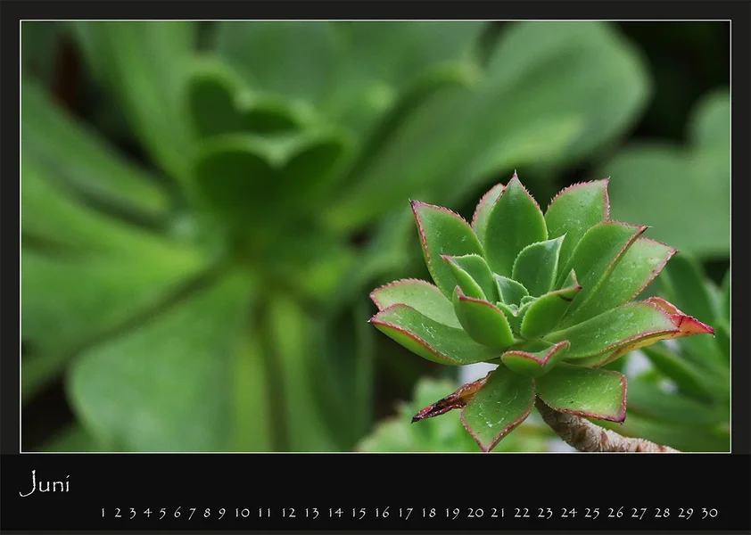 06 Kalender 2018 DIN A 4 Natur Juni.webp