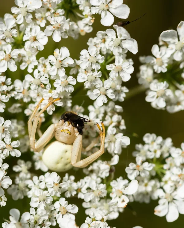 Krabbenspinne.webp