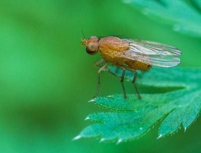 Gelbe Fliege.jpg