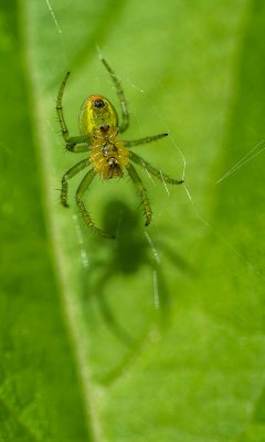 Gelbgrüne Spinne.jpg