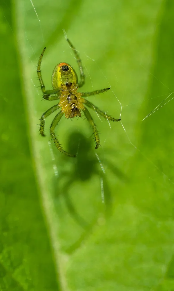 Gelbgrüne Spinne.webp