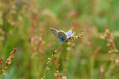 comp_1915d.jpg comp_1915d.jpg