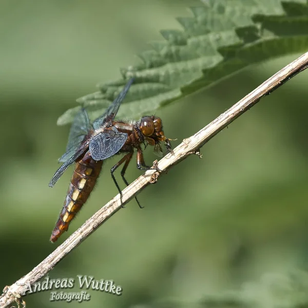 AK3_8913_C1.webp