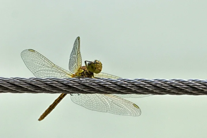 LibellleaufdrahtJKU3SL90280FIN STARKERCROPGESCHÄF_720x480.webp
