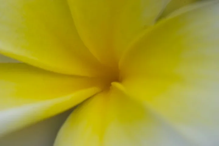 BotGWeissgelbesBlumenzentrumabstraktSLCan100MacFIN_720x480.webp