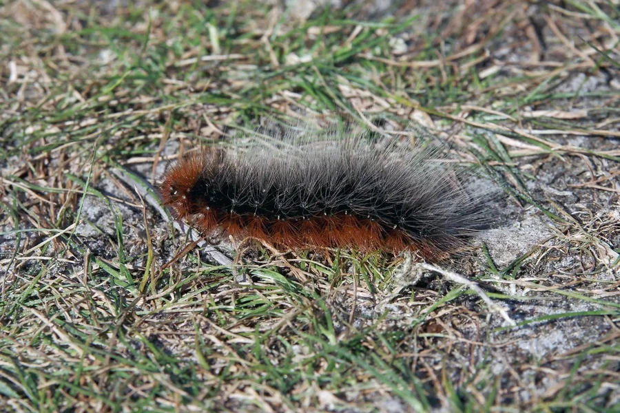 großer bär.webp