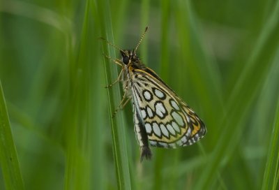 Hohes Moor 0608_IMG4715.jpg