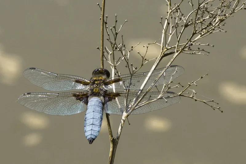 IMGP1206 22. Mai 2018 Heiligenstadt.webp