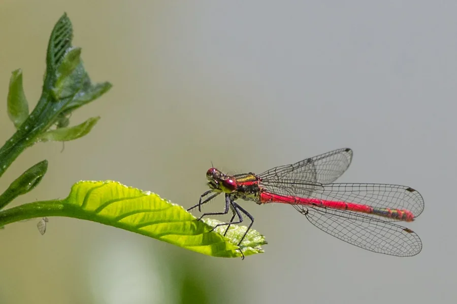 IMGP1068 22. Mai 2018 Heiligenstadt.webp