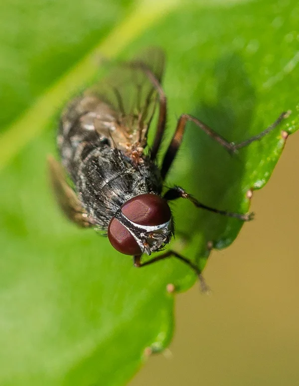 Fliege von vorne.webp