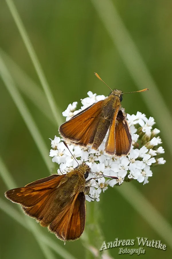 AK3_9579.webp