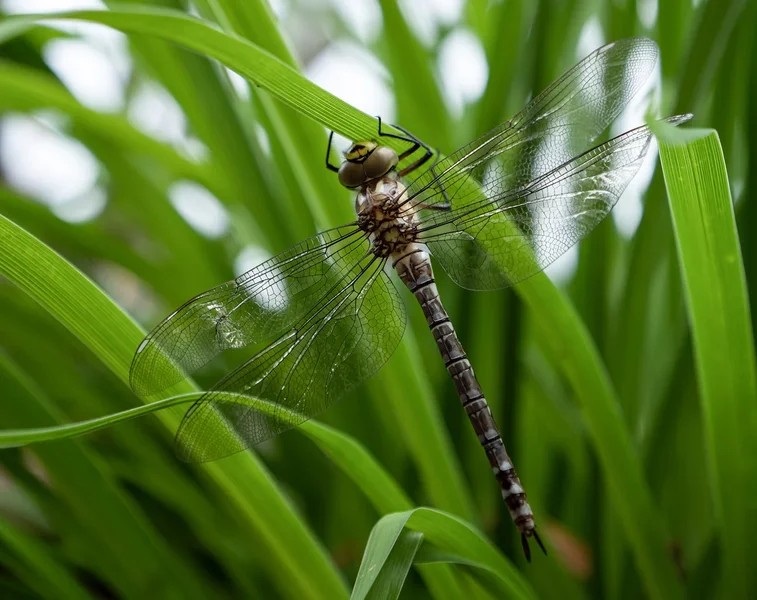 ci_PG9_2479.webp