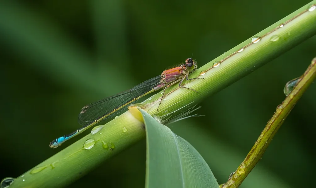 Orange Libelle.webp