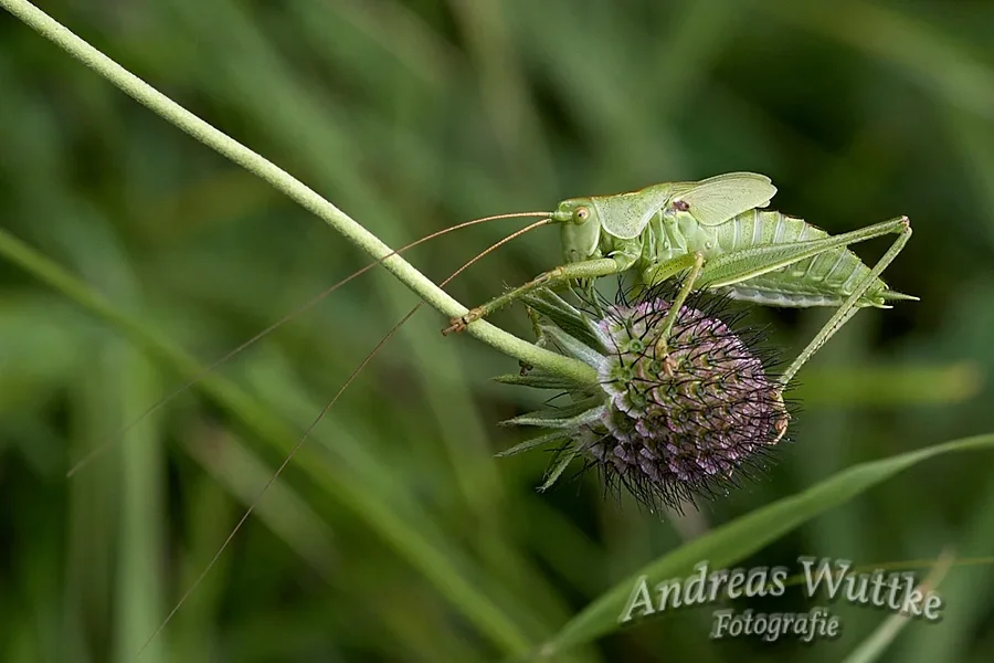 AK1_0777_C1 1.webp
