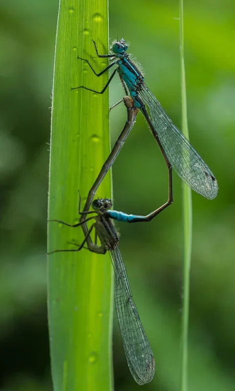 Libellen in Love.webp