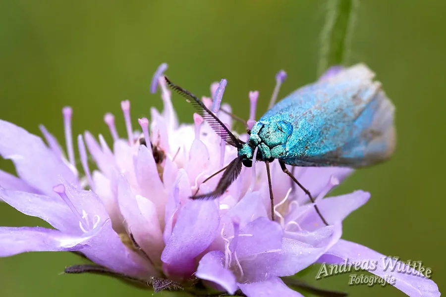AK1_0944.webp