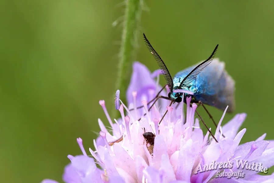 AK1_0951.webp
