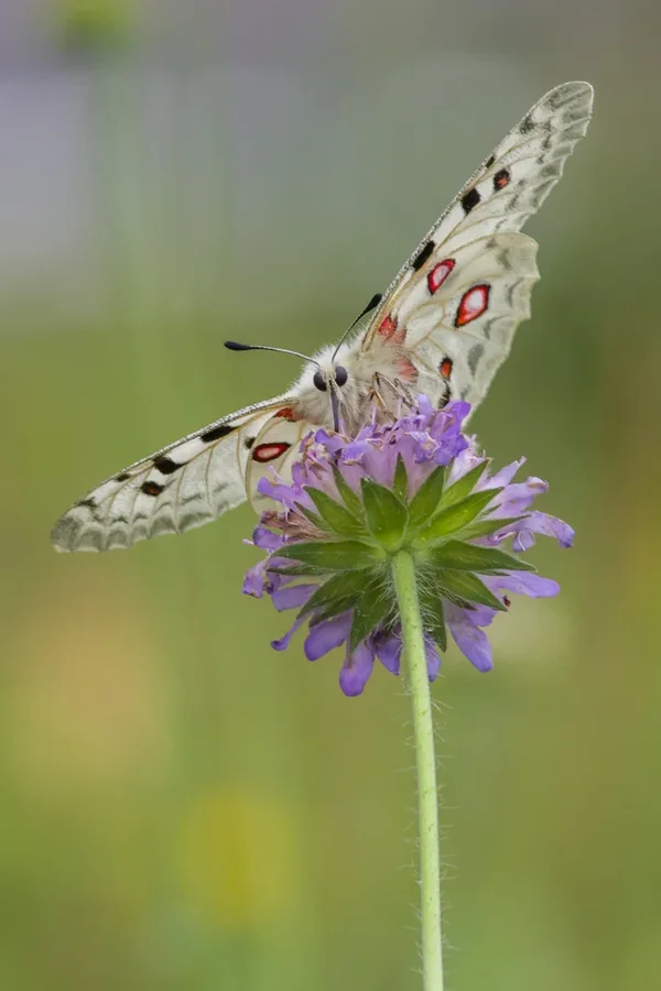 _IMG4739 19. Juni 2018 Kleinziegenfeld.webp
