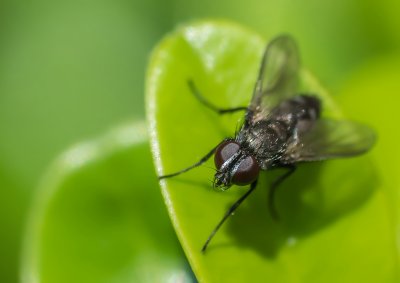 Oly 140-150 + Raynox 150P6200182-Bearbeitet.jpg