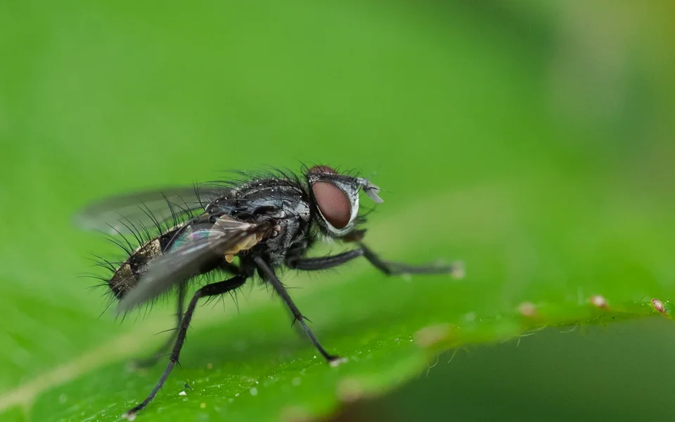 Fliege von der Seite.webp