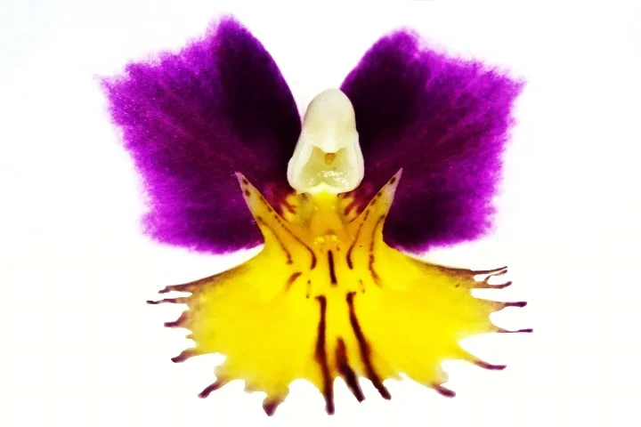 BlumenengelinWeisserOrchideeSLCan100MacFINMANBFREIGESTENDVERSIONFINFINFIN_720x480.webp