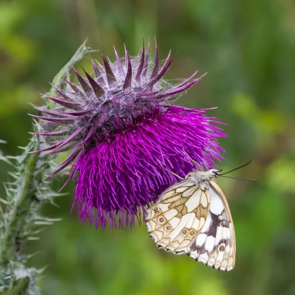 _IMG4514 19. Juni 2018 Kleinziegenfeld.webp