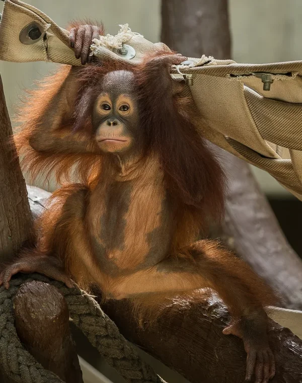 Orang Nachwuchs_2.webp