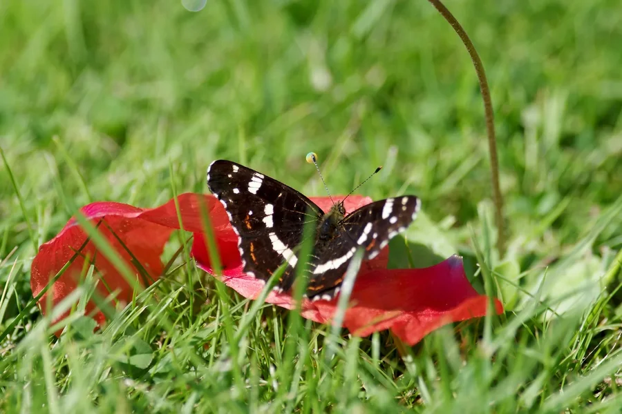 comp_4565hg.webp