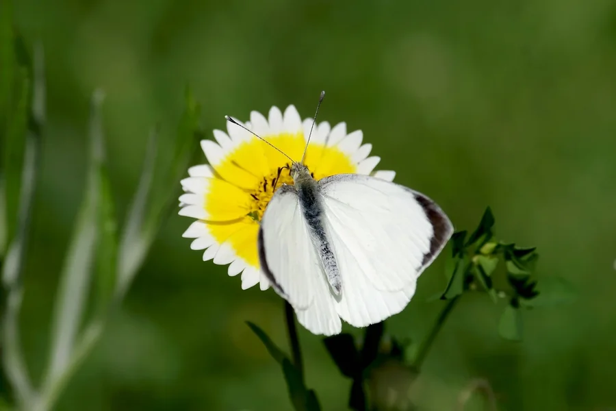 comp_4633hgfgf.webp