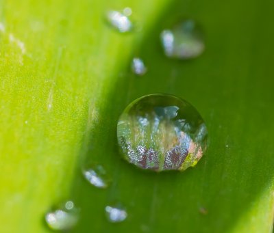 Oly 140-150 + Raynox 150  260618.jpg