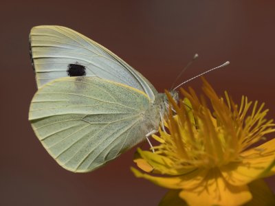 Oly 140-150 + Raynox 150P6260227.jpg