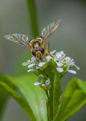 Garten 2806 K3 Sigma 105 Mac_IMG4827-Bearbeitet.jpg