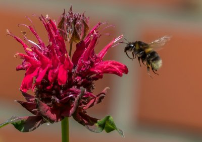Garten 2806 Oly 70-300 FTP6270032-Bearbeitet.jpg
