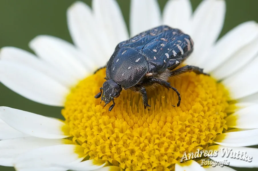 AK3_9469.webp